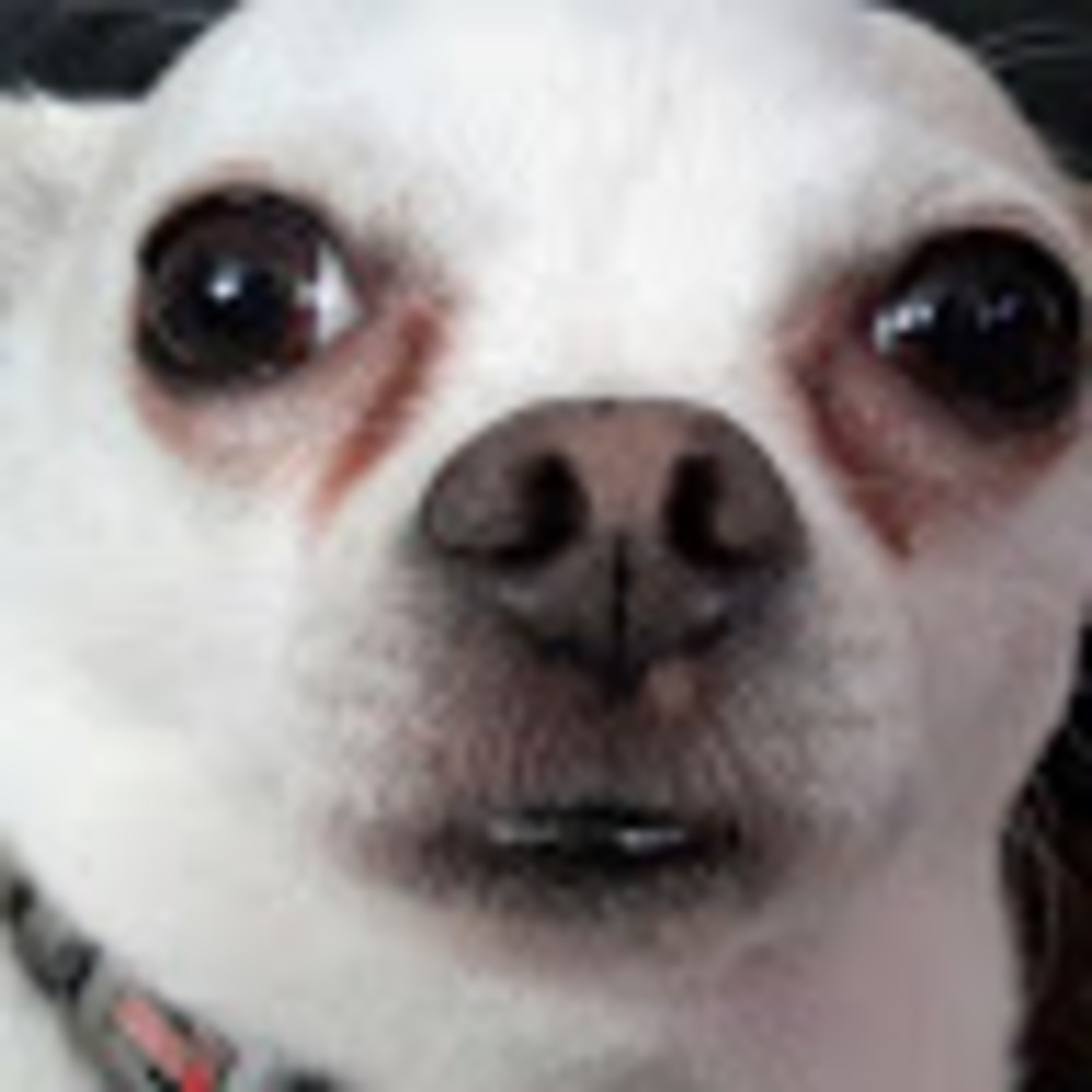 Meet your Posher, Cheezy